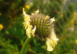2013-08-18_Regina-F-Rau_Schachen_Blumen  (040).JPG